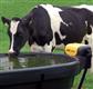 220 Gal Oval Fast Fill Water Trough